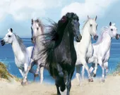 Horses Puzzle