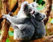 Милые коалы - Пазл