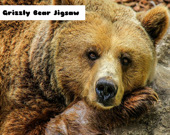 Медведь гризли - Пазл