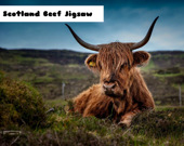 Шотландский бык - Пазл