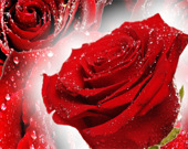 Пазл: Красные розы