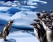 Пятнашки: Пингвины