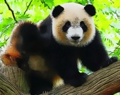 Милые панды - Пазл