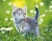 Kittens Jigsaw Puzzle Collection