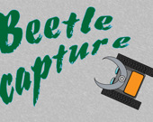 Beetle capture