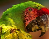 Паззлы: тропические попугаи